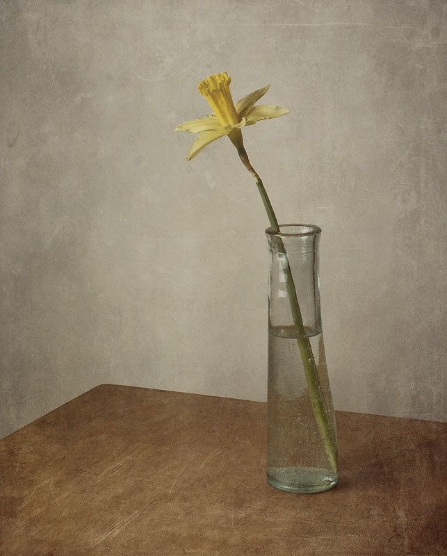 Нарцисс фото превью