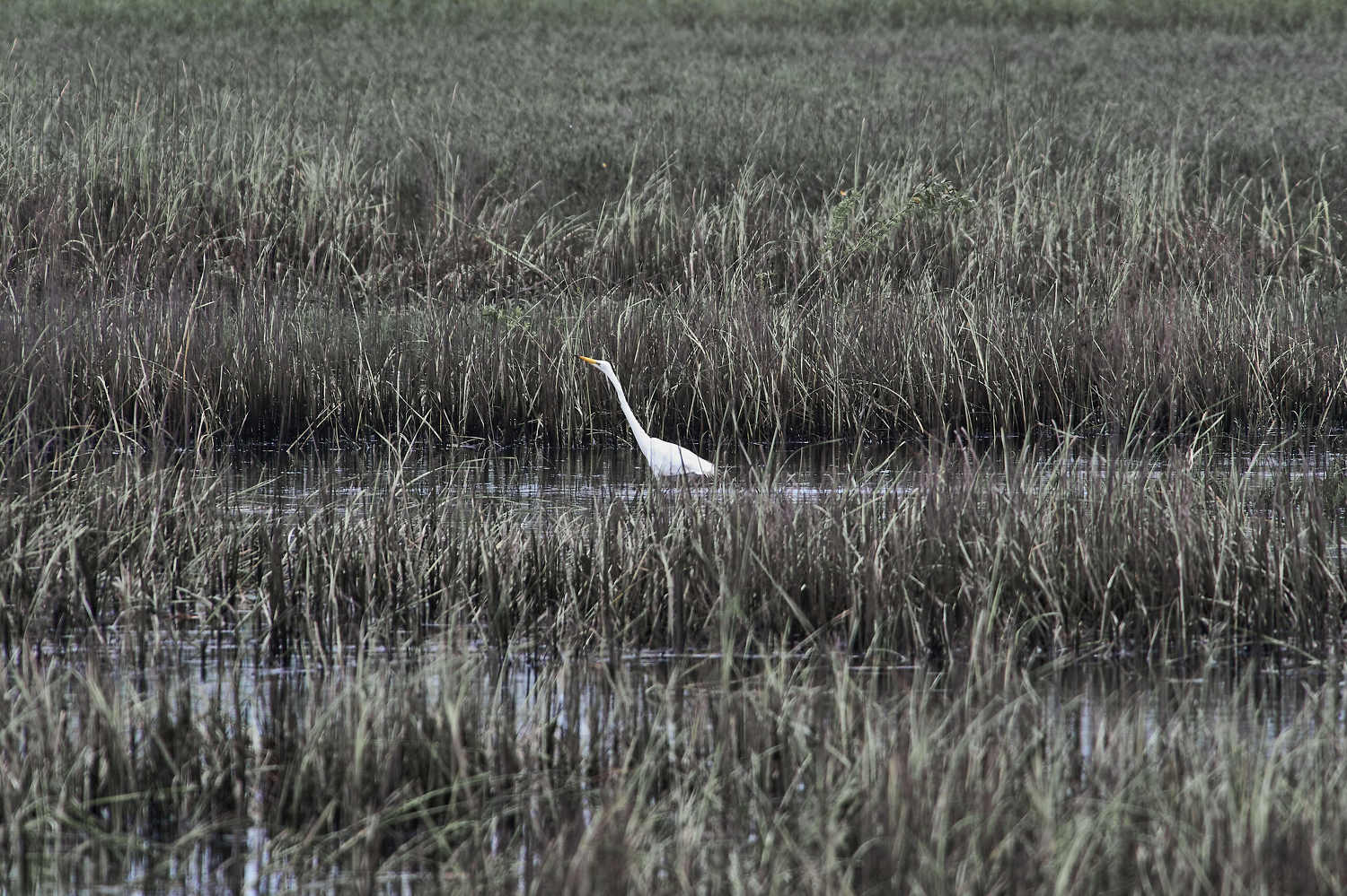 birds, bird, volgograd, russia, , Павел Сторчилов