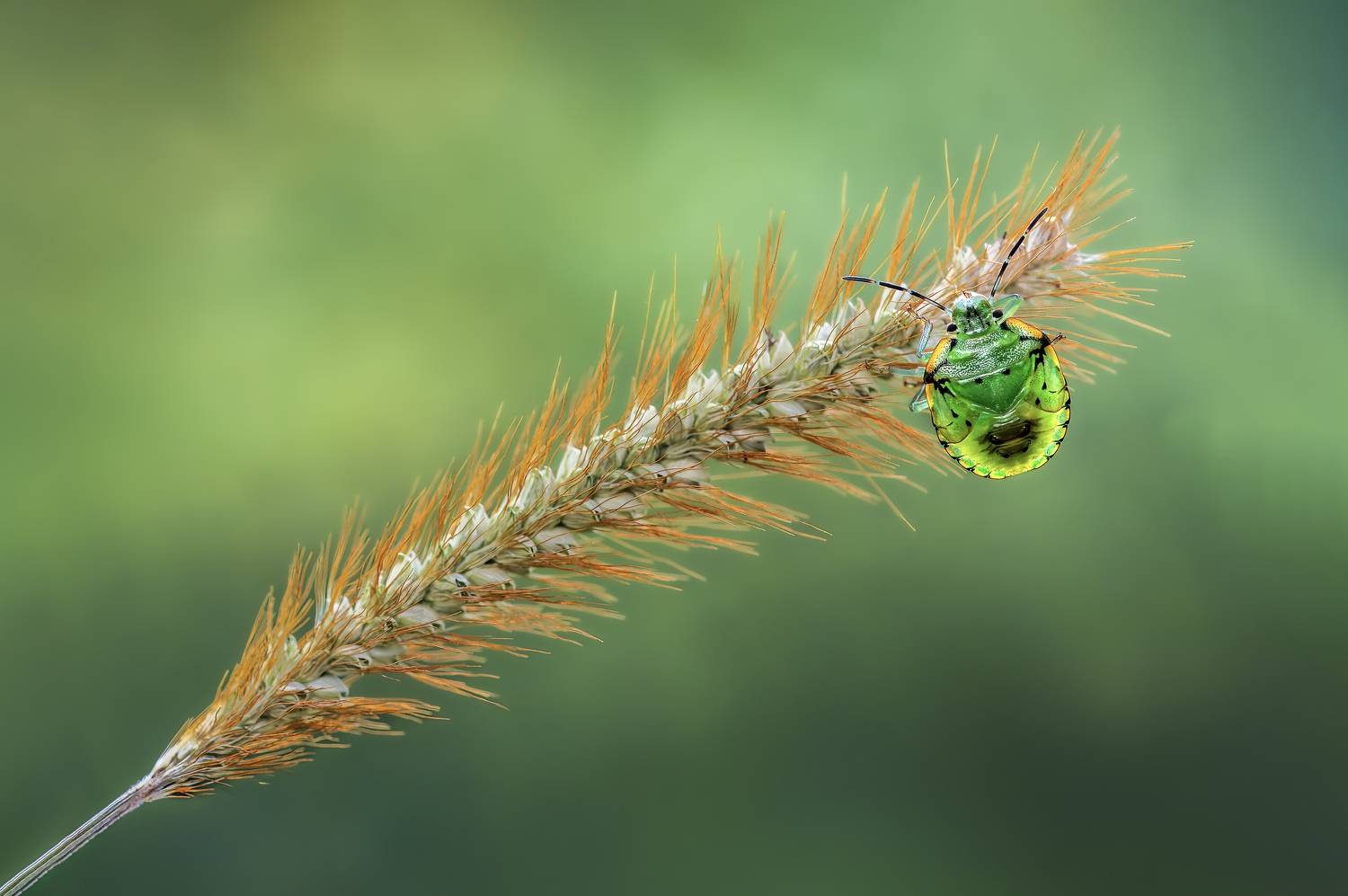 shield bug, beetle, insect, fall, autumn, stink bug, macro, leaves, season, seasons, camouflage, camouflaged,, Atul Saluja