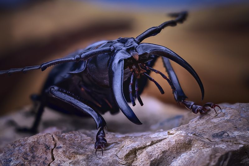 dorysthenes, walkeri Усач фото превью