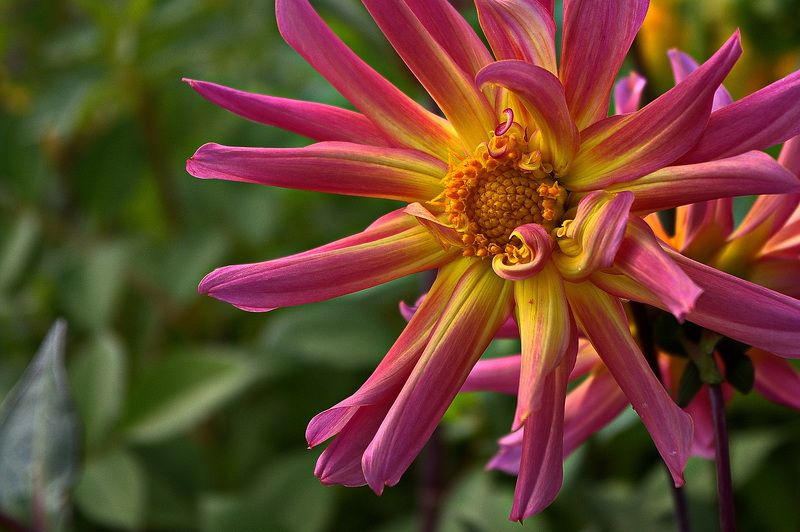 Георгины фото превью