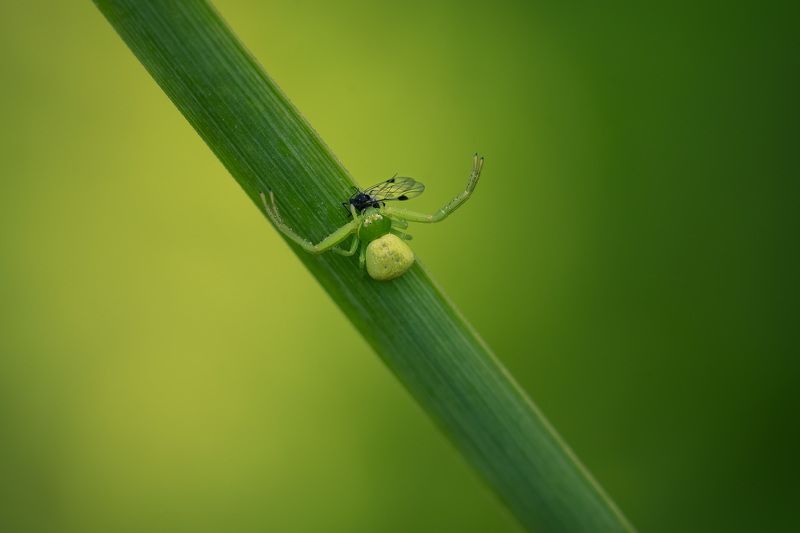 Паучок шел, добычу нашел... фото превью