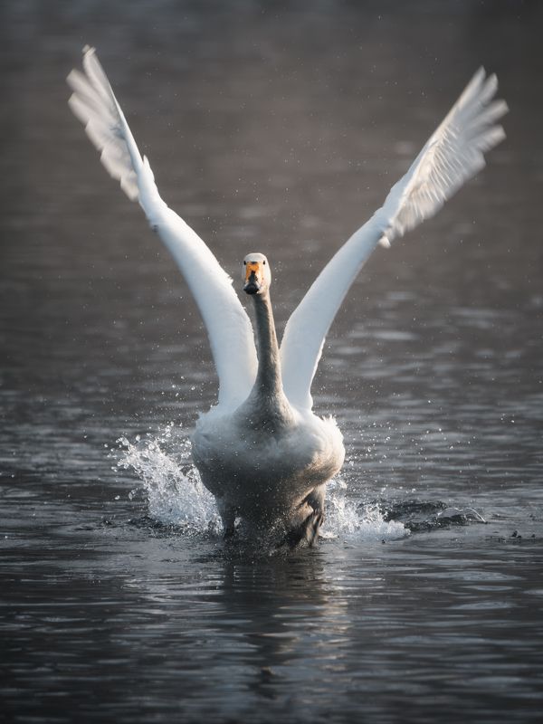 Алтай, озеро Светлое, лебеди На взлётной полосе. фото превью