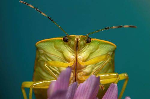 Chinavia Hilaris (face)
