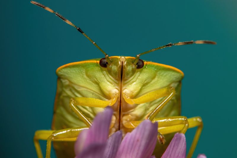 Chinavia Hilaris (face) фото превью