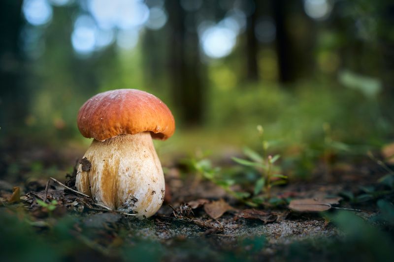Грибок фото превью