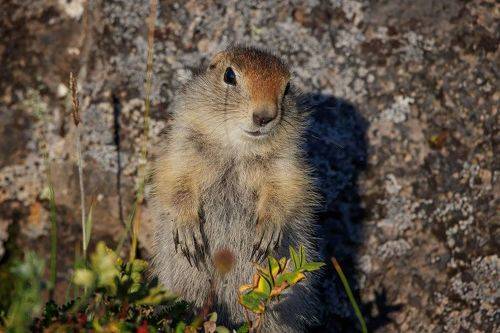 Евражка