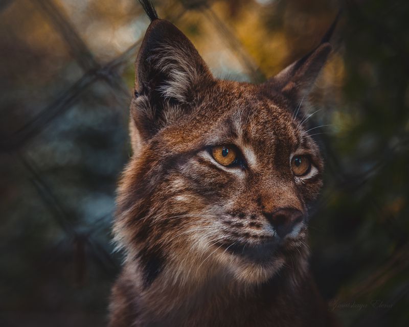 ***рысь фото превью