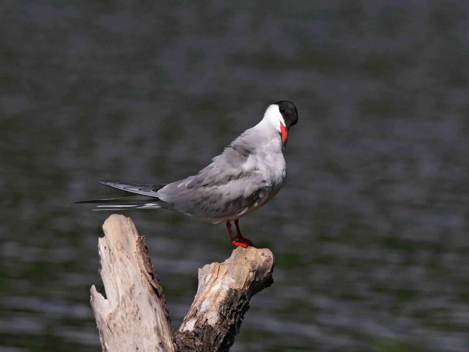 речная крачка, крачка, sterna hirundo, common tern, Бондаренко Георгий
