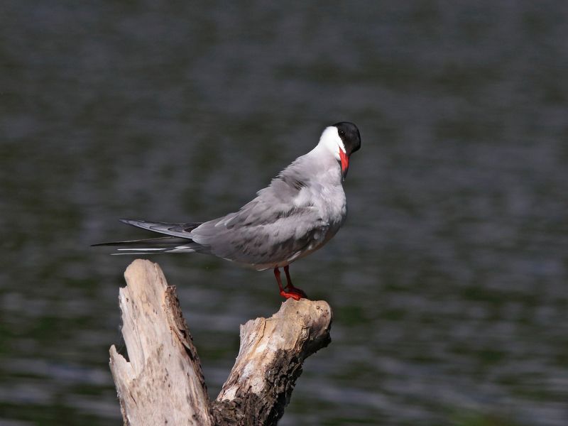 речная крачка, крачка, sterna hirundo, common tern Правда я красивая? фото превью