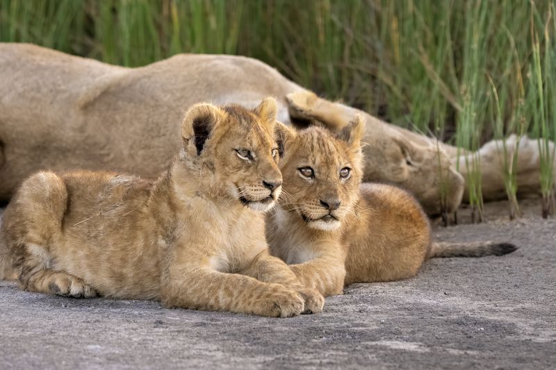 Беззаботное детство фото превью