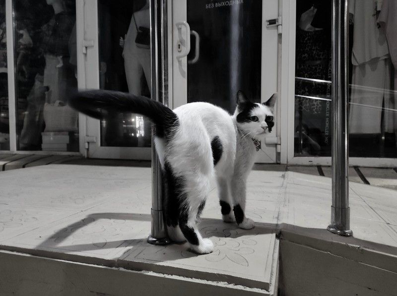 cat, b&w, shadows Доверие фото превью