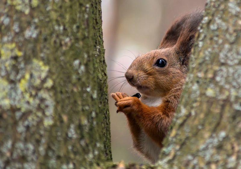 *** фото превью