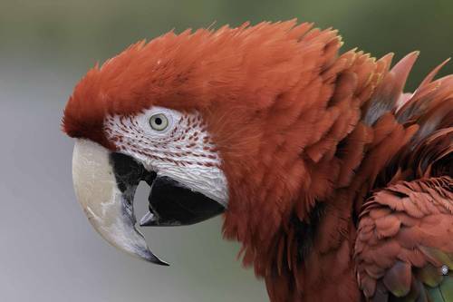 Scarlet macaw