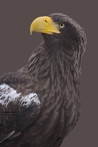 Steller's sea eagle