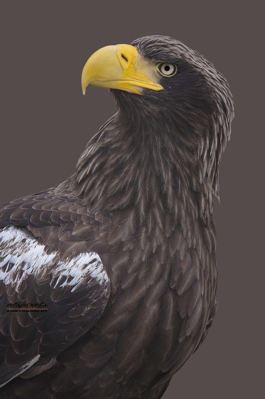 Steller\'s sea eagle фото превью