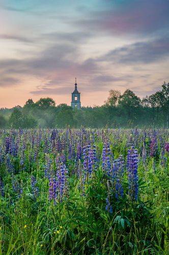 Sunrise in the flowers