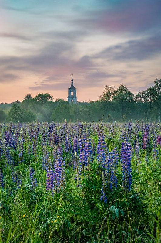 flowers Sunrise in the flowers фото превью