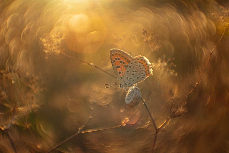 вечер, макро, бабочка Не спугните тишину фото превью