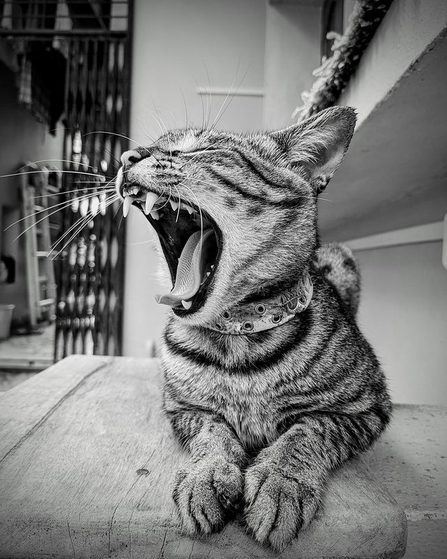 Yawn ! фото превью