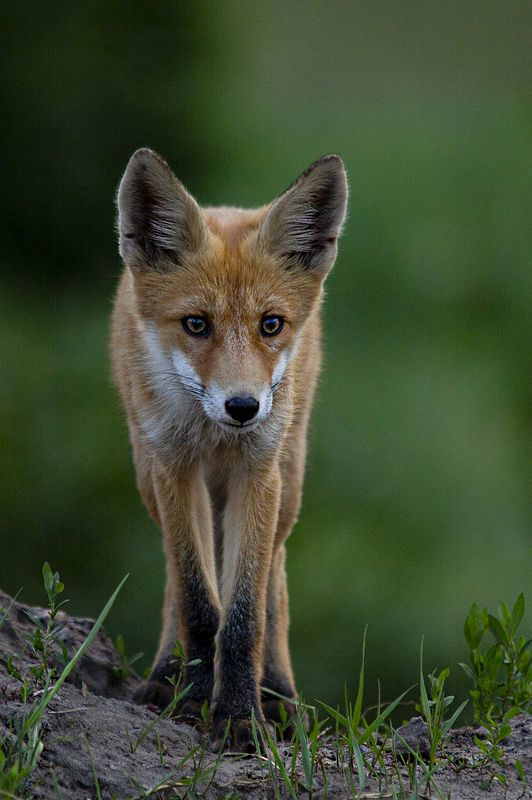 природа На стрёме фото превью