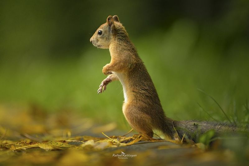 Squirrel фото превью