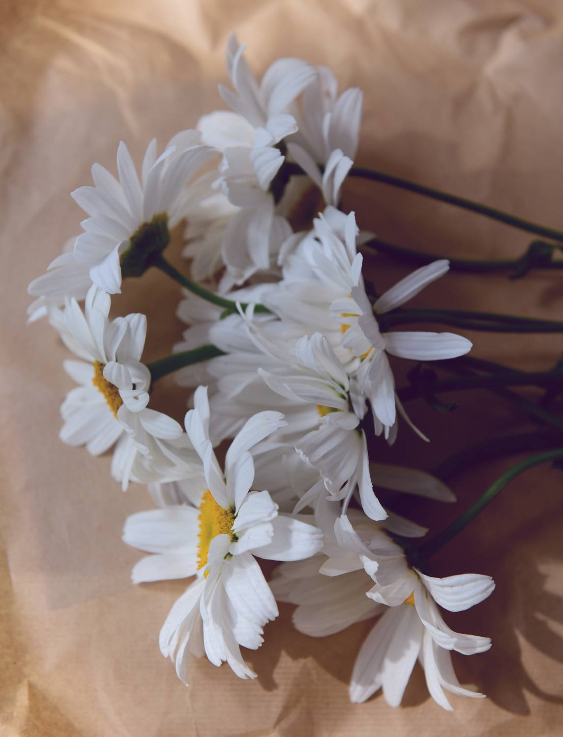 , Божена Пучко