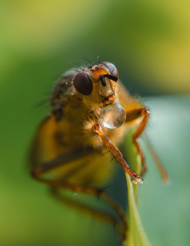 Бубль гум фото превью