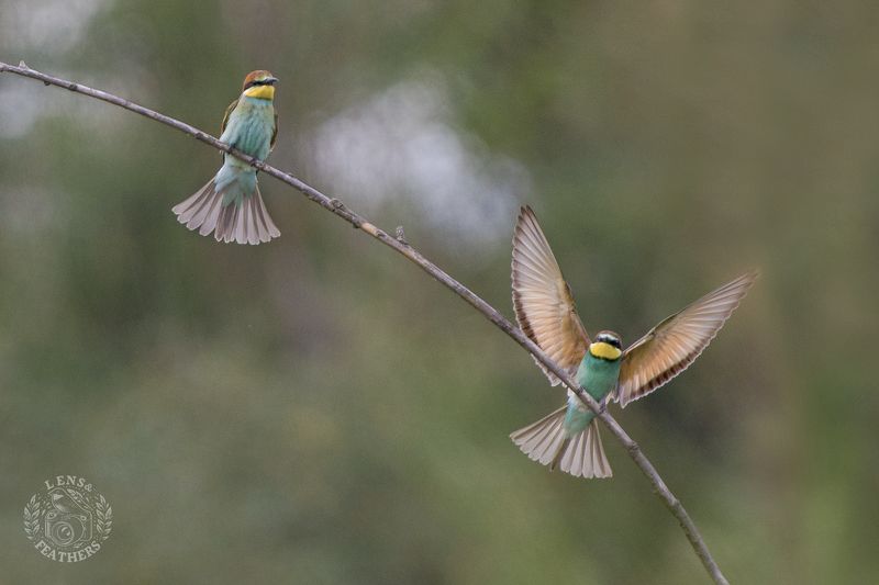 Щурки - Lens and Feathers фото превью