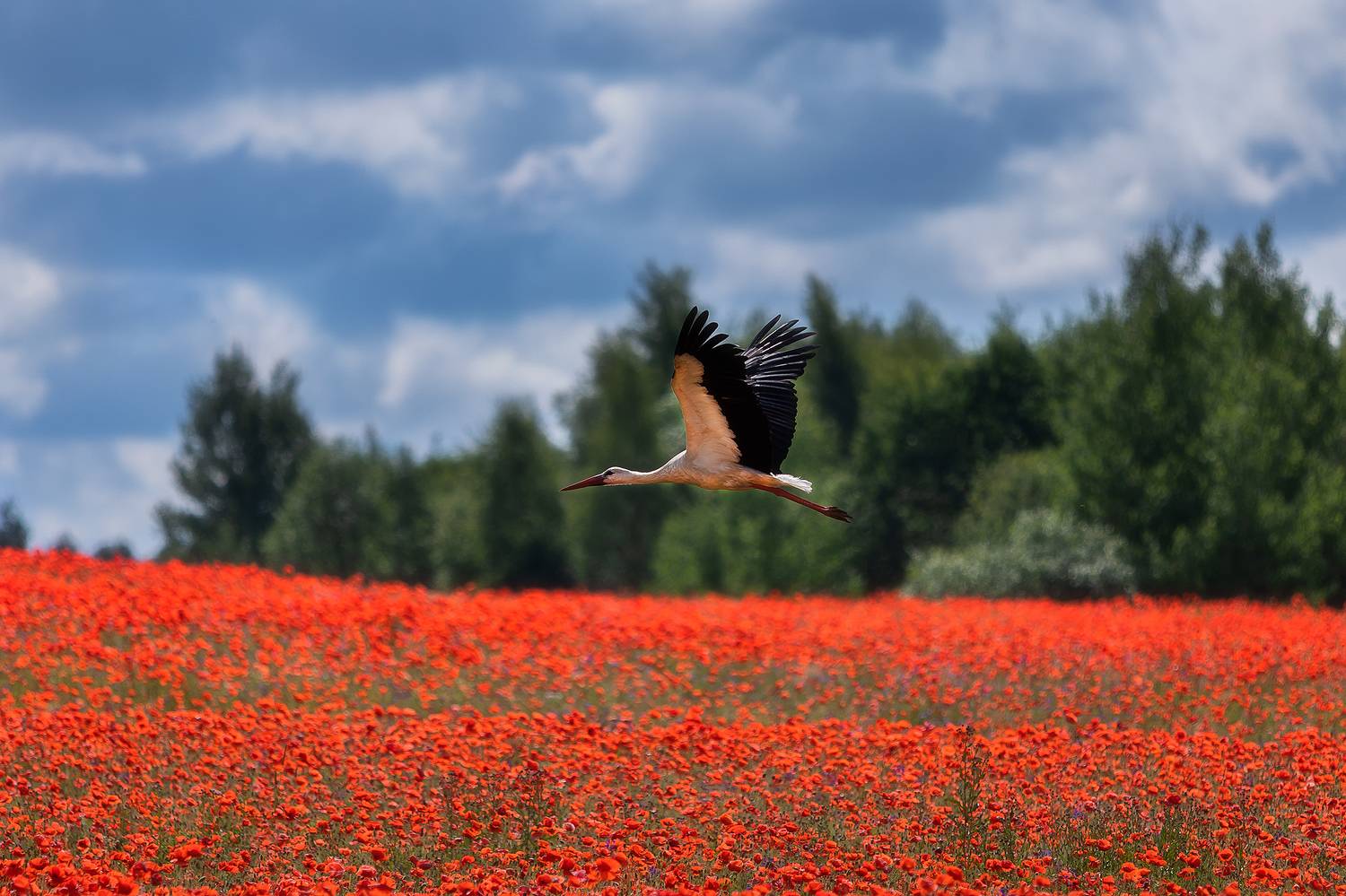 , Alexander Pashenichev