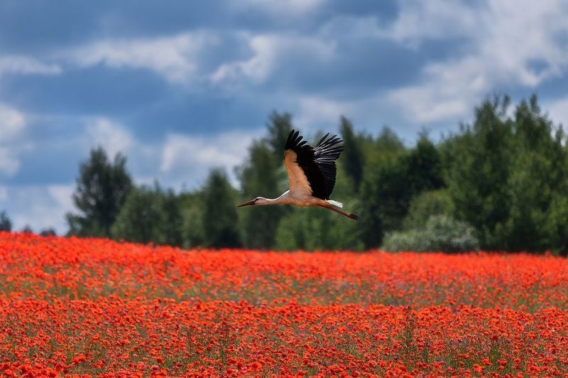 Пролетая над маковым полем. фото превью