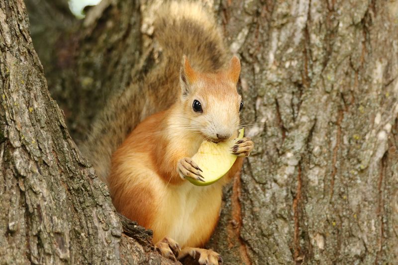 природа, парк, животные, белка, яблоко, орех  фото превью