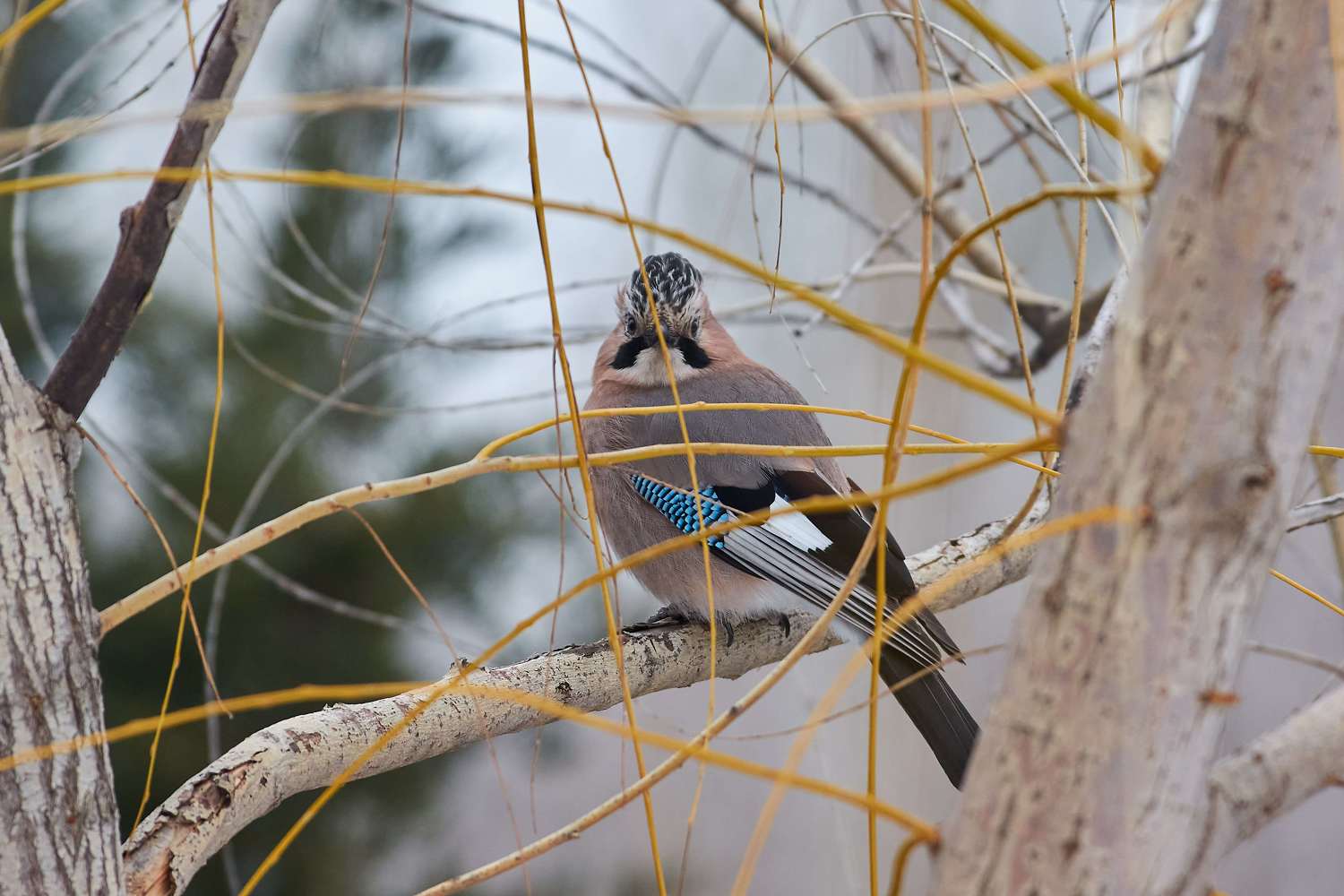 birds, bird, volgograd, russia, , Павел Сторчилов