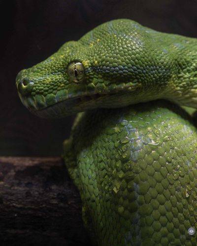 Green tree python
