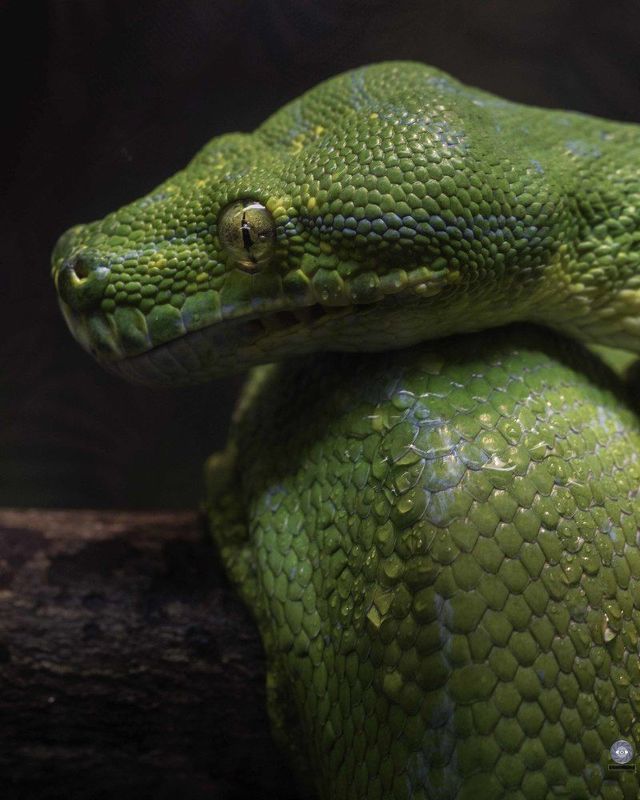 Green tree python фото превью