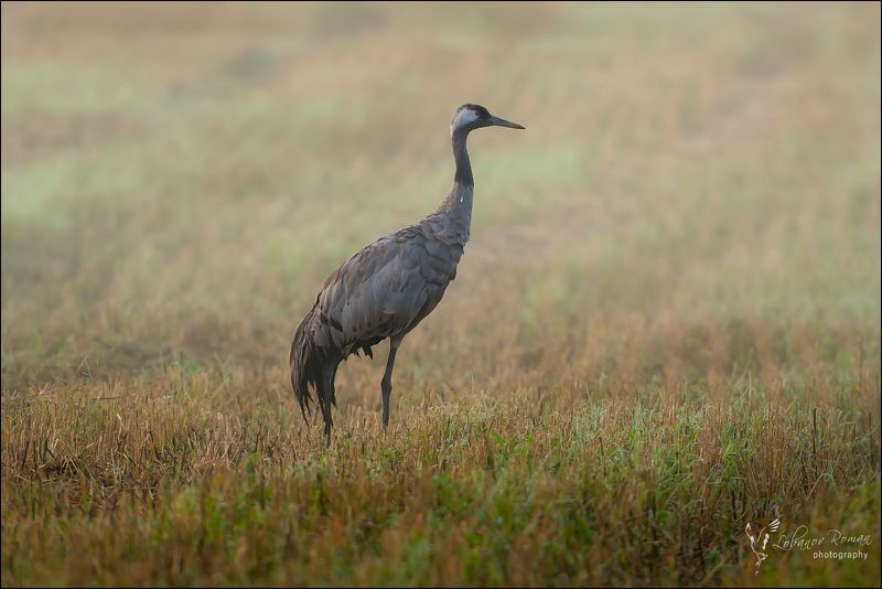 На рассвете ...  фото превью