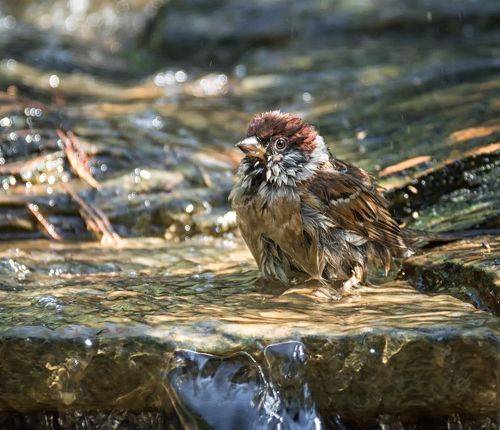 А у них есть моторчики?  (серия 7 фото)