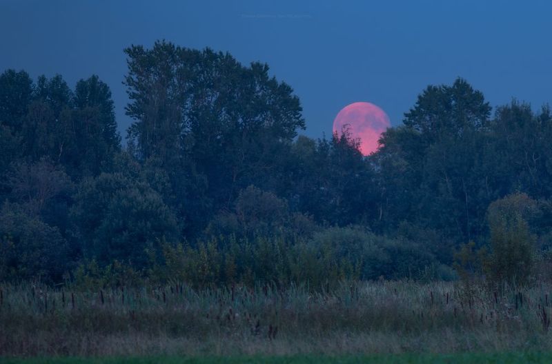 суперлуние, осетровая луна, царскоесело, царское, landscape, tsarskoyeselo,  пейзаж, ночь, храм спиридона тримифунтского Восход Осетровой луны фото превью