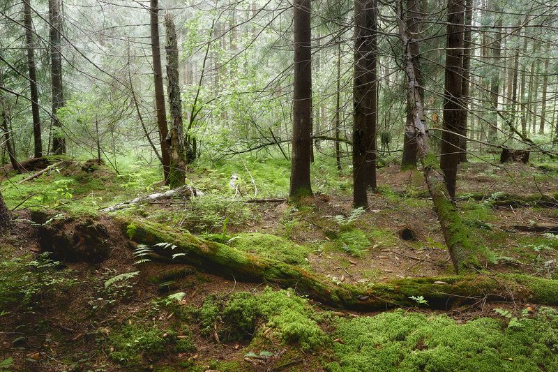 лес, листва, зелень, лето В летнем лесу фото превью