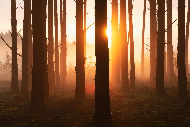 Рассветный лес фото превью