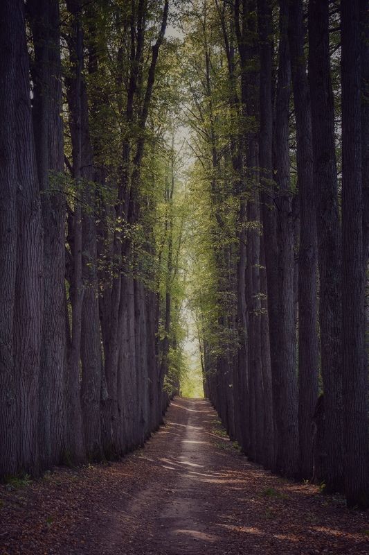 Липовая аллея фото превью