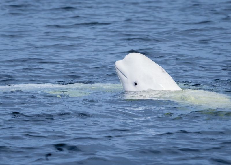 киты, белухи, белуха, китообразные, соловки, белое море, животные Любопытная белуха фото превью
