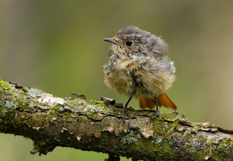 горихвостка,молодая,купание Красный хвостик фото превью