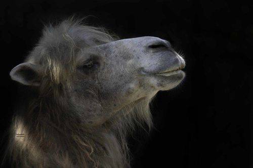 Bactrian camel
