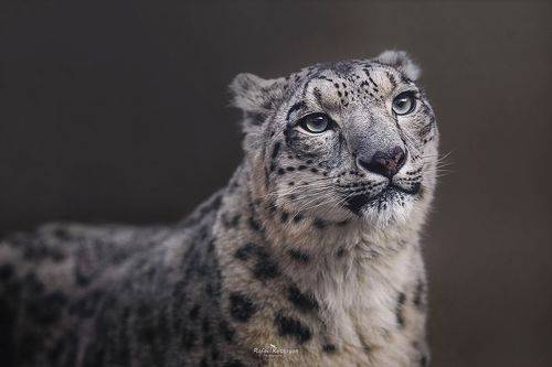Snow leopard portrait - портрет снежного барса
