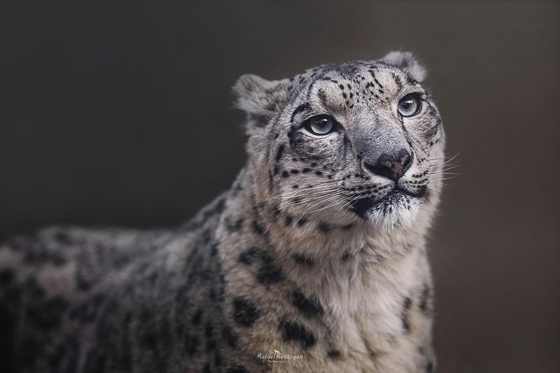 #snowleopard, #bigcats, #ирбис, #снежныйбарс, #большиекошки Snow leopard portrait - портрет снежного барса фото превью