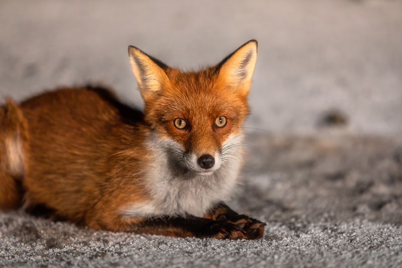 Дядя, выворачивай карманы, мне нужна вкусняшка! фото превью