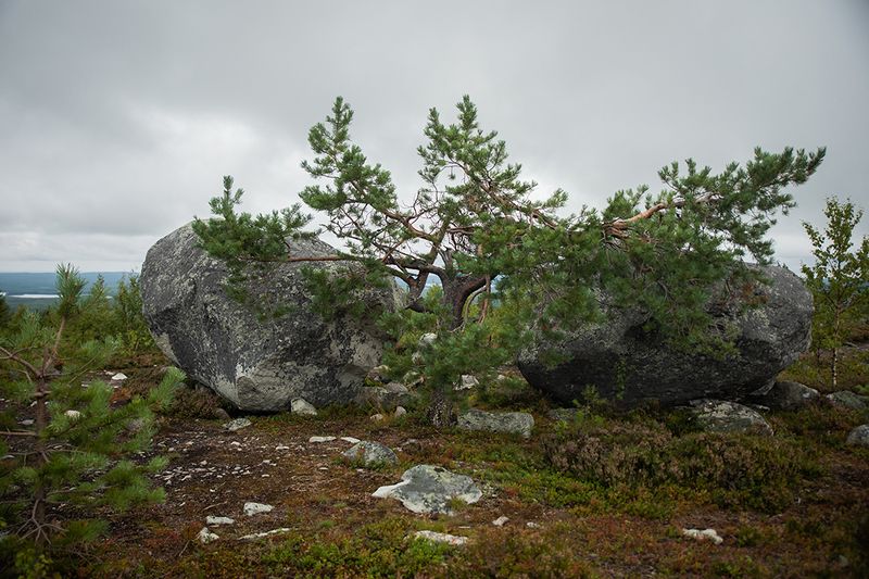 Карелия. Гора Воттоваара. 30 июля 2024. фото превью