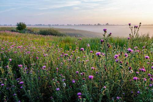 Туманы прячутся в лощине