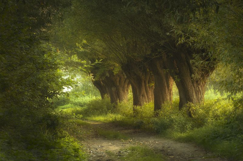 Horizontal, Photography, Tree, Nature, Forest, Landscape, Woodland, Day, Grass, Willows, Alley, Kraków, Poland, Road Willows alley фото превью